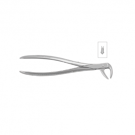 Cleste molar inferior 11-73 - HLW