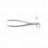 Cleste molar inferior 11-73 - HLW