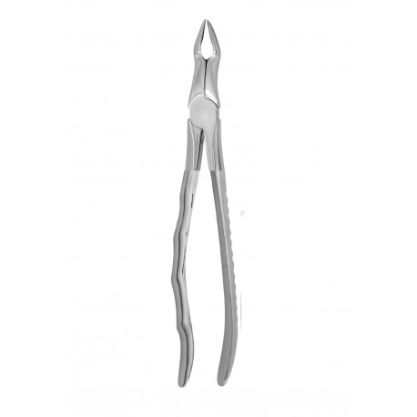 Cleste molar de minte sup 12-67N HLW