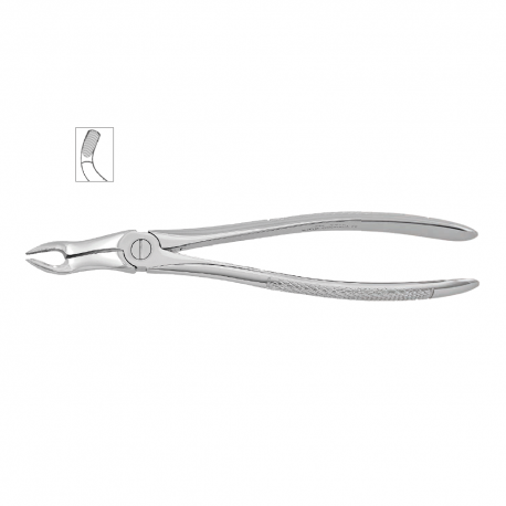 Cleste molar de minte superior 11-67A - HLW