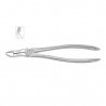 Cleste molar de minte superior 11-67A - HLW