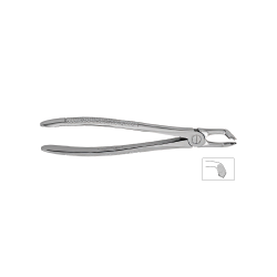 Cleste molar de minte inferior 11-79 - HLW